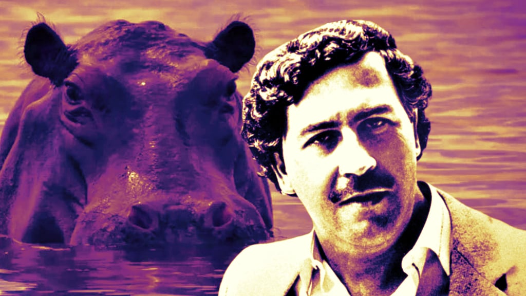 COCAINE HIPPOS: Brought Into Colombia by Drug Lord Pablo Escobar 40 ...